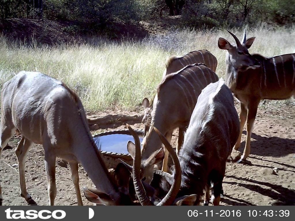 Boschfontein Guest Farm Villa Thabazimbi Kültér fotó