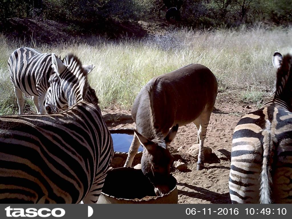 Boschfontein Guest Farm Villa Thabazimbi Kültér fotó